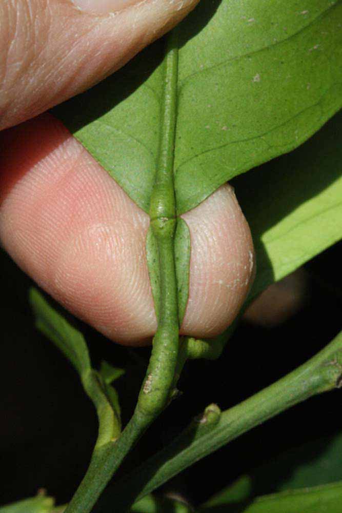              Petiole (Riverside, CA)       